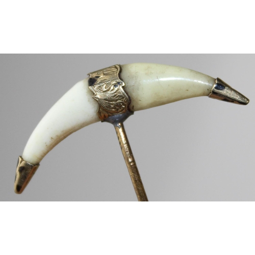 1275 - A 19th century yellow metal mounted stick pin with animal teeth - believed to be Tiger