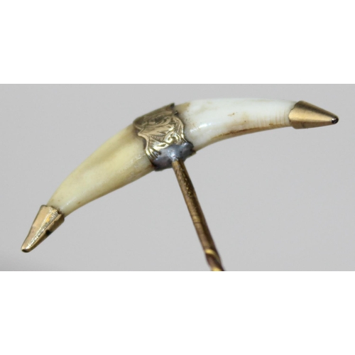 1275 - A 19th century yellow metal mounted stick pin with animal teeth - believed to be Tiger