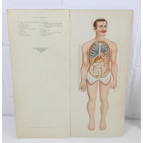 1581 - W.S. FURNEAUX - Philips' Popular Manikin or Model of the Human Body. Detailed overlaid anatomical pl... 