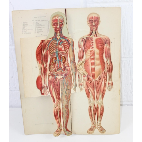 1581 - W.S. FURNEAUX - Philips' Popular Manikin or Model of the Human Body. Detailed overlaid anatomical pl... 