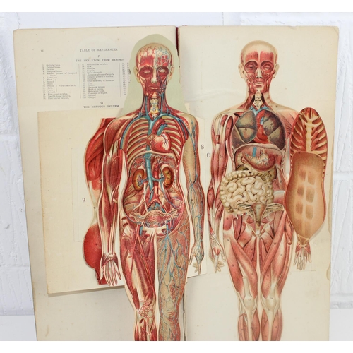 1581 - W.S. FURNEAUX - Philips' Popular Manikin or Model of the Human Body. Detailed overlaid anatomical pl... 