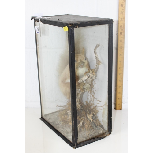 1797 - A Victorian cased taxidermy Red Squirrel