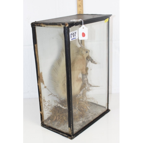 1797 - A Victorian cased taxidermy Red Squirrel