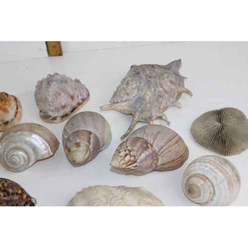 1905 - Qty of sea shells etc