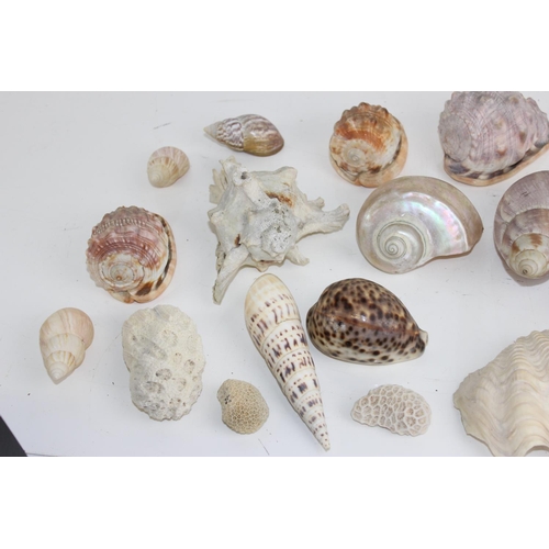 1905 - Qty of sea shells etc