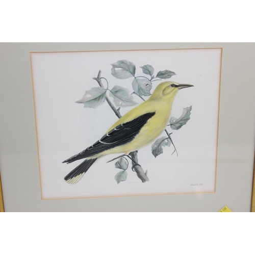 420 - A pair of antique coloured bird prints in gilt frames