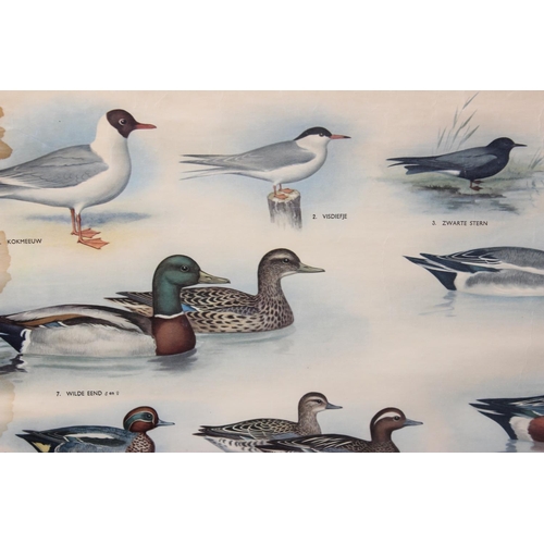 508 - A vintage school poster of water birds by W.J. Thieme & Cie