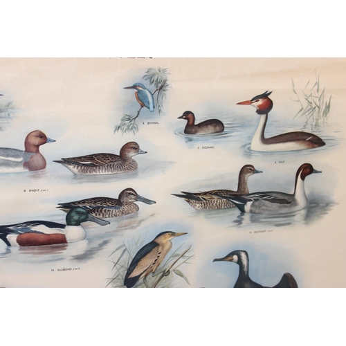 508 - A vintage school poster of water birds by W.J. Thieme & Cie