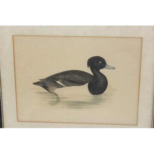 337 - A set of 6 prints of Exotic birds after Dick Findlay and a pair of antique Duck prints