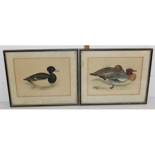 337 - A set of 6 prints of Exotic birds after Dick Findlay and a pair of antique Duck prints