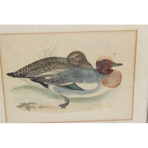 337 - A set of 6 prints of Exotic birds after Dick Findlay and a pair of antique Duck prints