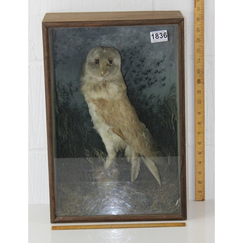 1836 - An antique taxidermy Barn Owl