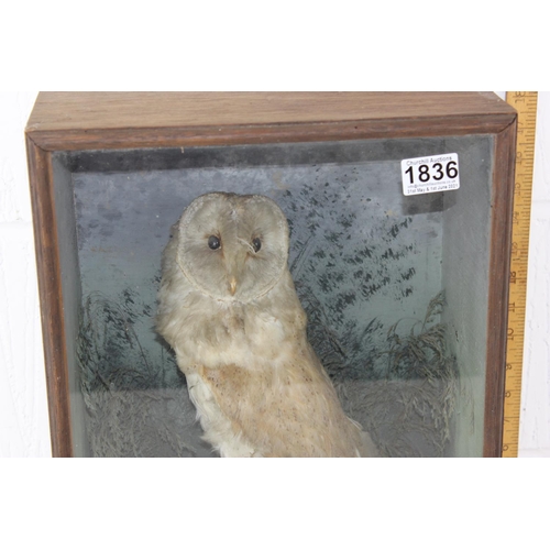 1836 - An antique taxidermy Barn Owl