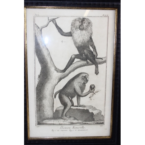 324 - Histoire Naturelle - 2 18th century plates depicting monkeys - Plate XX: Natural History, Fig. 1. Th... 