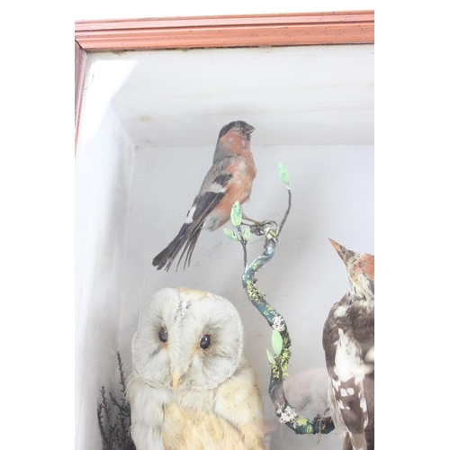 1615 - An antique taxidermy diorama in wooden case depicting various British birds to inc Tawny Owl, Barn O... 