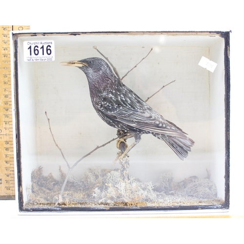 1616 - An antique cased taxidermy Starling in painted wooden case, label verso for T. Harbor of Reading