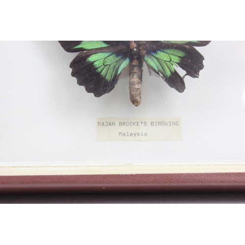 1617 - Cased taxidermy butterfly in case