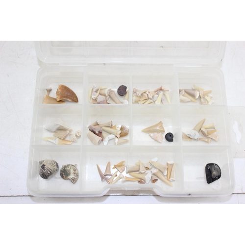 1620 - Qty of assorted sharks teeth