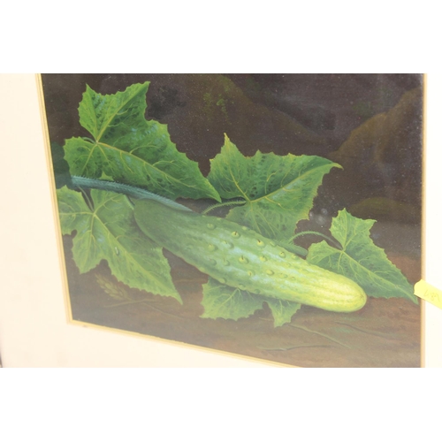 489 - An original antique painting of a cucumber, unsigned