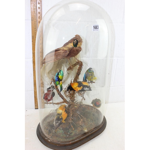 1683 - A large 19th century display of taxidermy exotic birds to inc Parakeet, Bird of Paradise, Weaver Bir... 