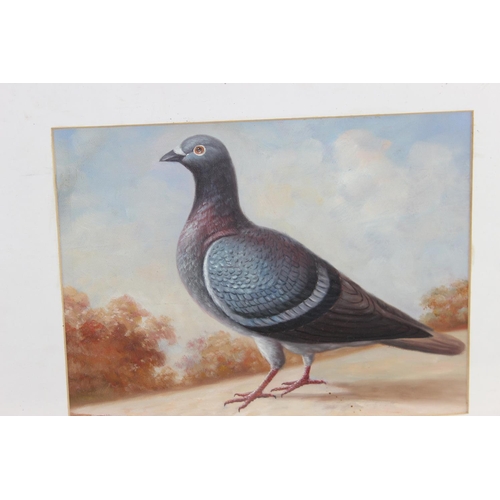 476 - Original oil painting of a racing pigeon in antique gold painted frame, unsigned