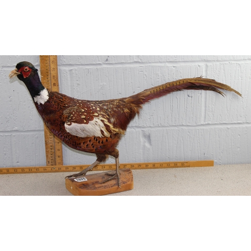 1605 - Taxidermy Pheasant on wooden base