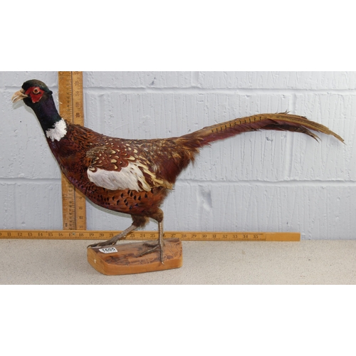 1605 - Taxidermy Pheasant on wooden base