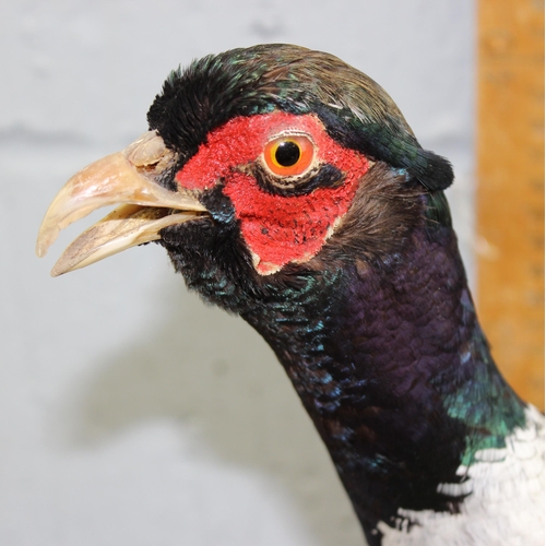 1605 - Taxidermy Pheasant on wooden base