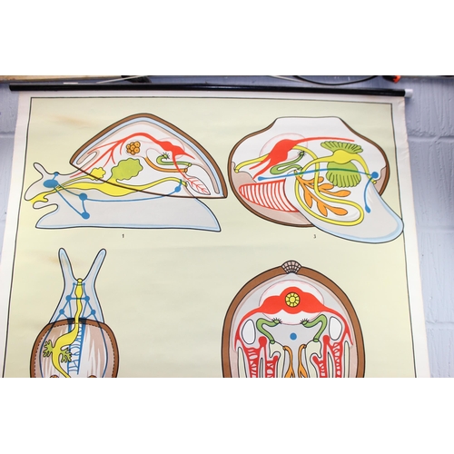 443 - A vintage German educational wall chart depicting Molluscs, Verlag Gerhard Gambke, Berlin