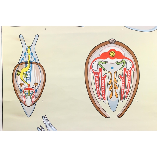 443 - A vintage German educational wall chart depicting Molluscs, Verlag Gerhard Gambke, Berlin