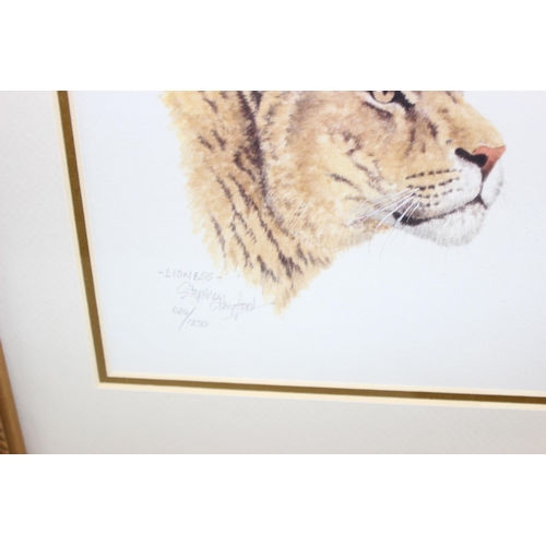 449 - Framed and mounted single limited and numbered certified lioness print signed by artist Stephen Gayf... 