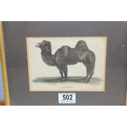 502 - 5 antique prints to inc a camel, some hand coloured