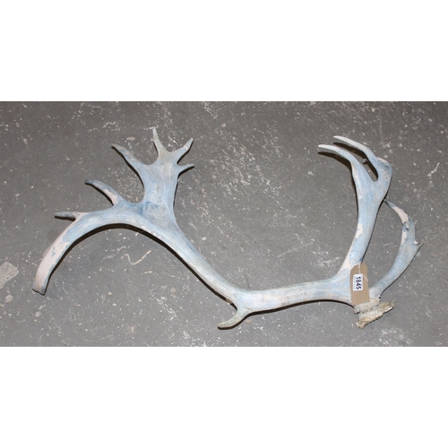 1845 - A very large deer antler, painted finish