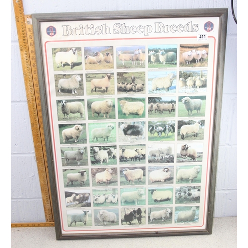 411 - British Sheep Breeds framed poster