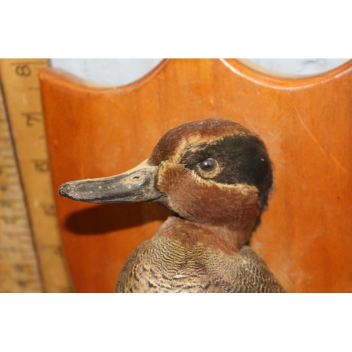 1622 - Vintage taxidermy Eurasian Teal duck mounted on wooden shield