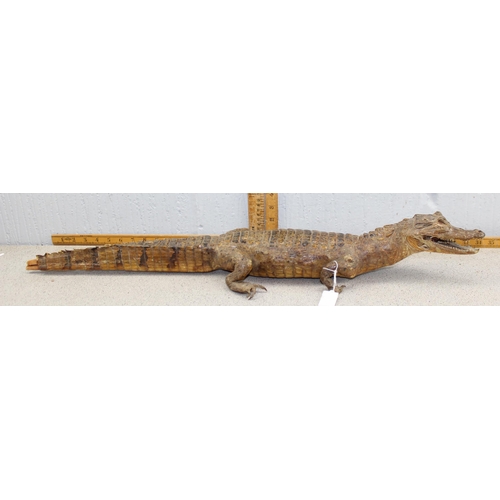 1615 - Vintage taxidermy Cayman or Alligator, approx 80cm long