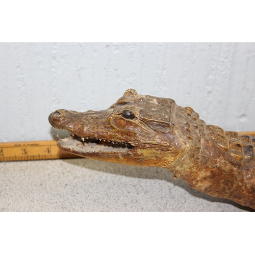 1615 - Vintage taxidermy Cayman or Alligator, approx 80cm long