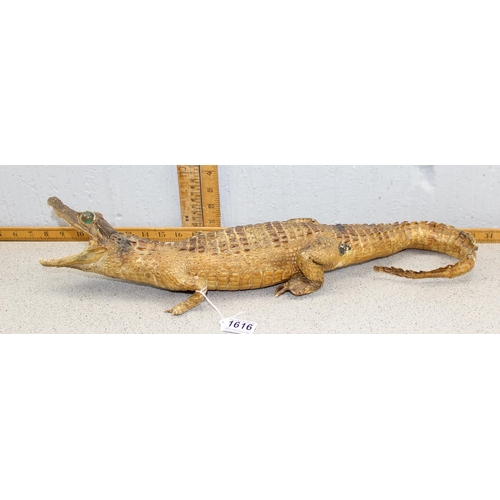 1616 - Vintage taxidermy Cayman or Alligator, approx 55cm long