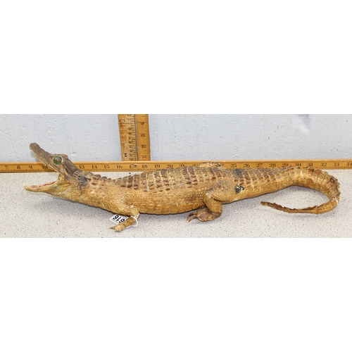 1616 - Vintage taxidermy Cayman or Alligator, approx 55cm long