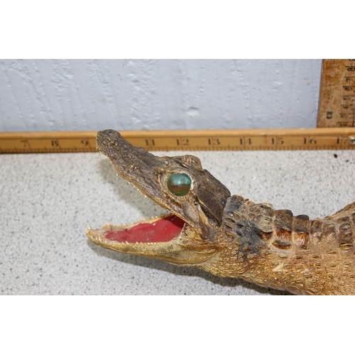 1616 - Vintage taxidermy Cayman or Alligator, approx 55cm long