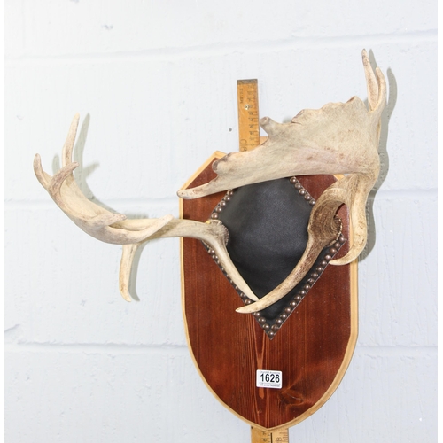 1626 - A pair of fallow deer antlers mounted on leather and wooden plaque