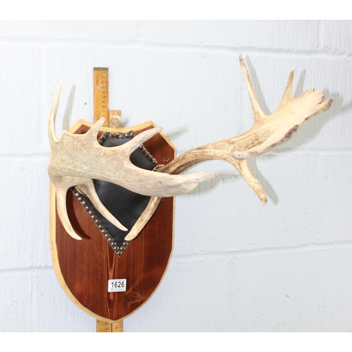 1626 - A pair of fallow deer antlers mounted on leather and wooden plaque