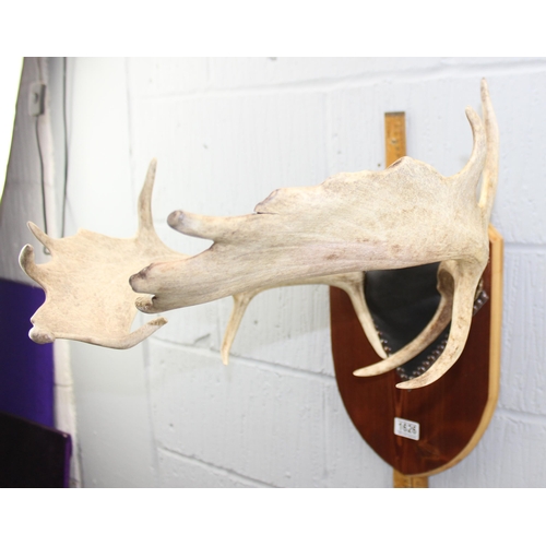 1626 - A pair of fallow deer antlers mounted on leather and wooden plaque