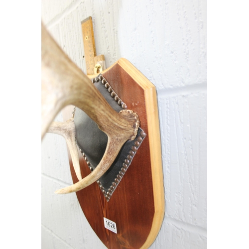 1626 - A pair of fallow deer antlers mounted on leather and wooden plaque