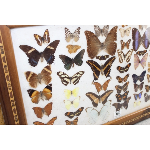 402 - Vintage display of taxidermy butterflies in marquetry frame