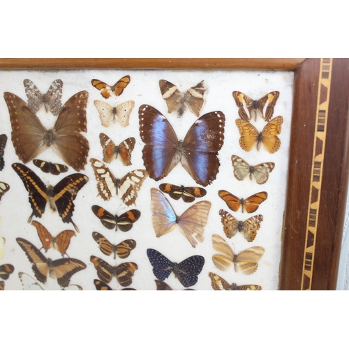 402 - Vintage display of taxidermy butterflies in marquetry frame