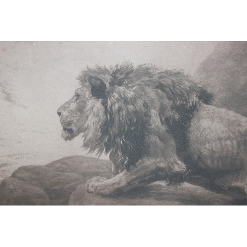 389 - Herbert Thomas Dicksee RE (1862-1942) large antique print of a lion and lioness in oak frame, publis... 