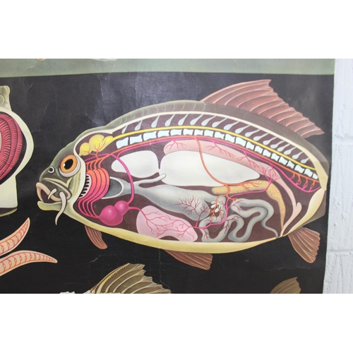 404 - 1970's German educational wall chart depicting the biology of a common carp. Designed by Jung - Koch... 