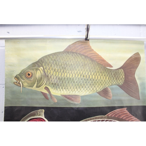 404 - 1970's German educational wall chart depicting the biology of a common carp. Designed by Jung - Koch... 