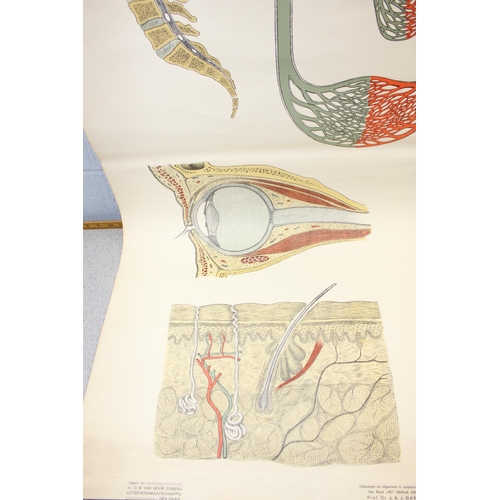 405 - Mid century Dutch educational wall chart depicting various human biological cross sections. Designed... 